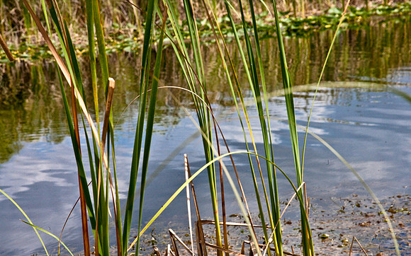 2527_EVERGLADES_MIAMI_FLORIDA_AOM_20090315__A0M1248