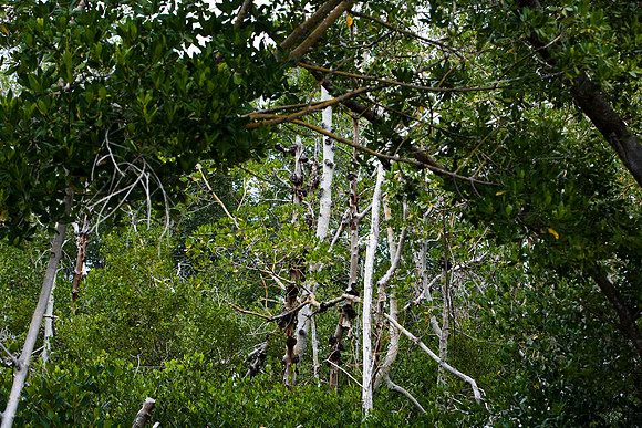85531_20080322-ZV4N7367_Miami_To_Sanibel_Island_Florida_Everglades_FL_USA