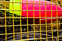 06581_ZV4N_0925_DG_COLOR_BASS_HARBOR_MAINE_ME_USA_2007_Costal_fishing_details