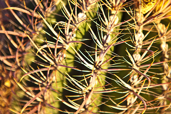 0031_La_Arizona_5L8Y5116