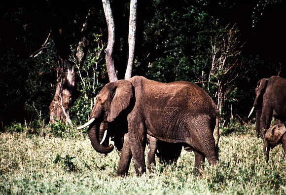 55393_SL_COLOR_ELEPHANTS_MASAI_KENYA_AFRICA_1989_14