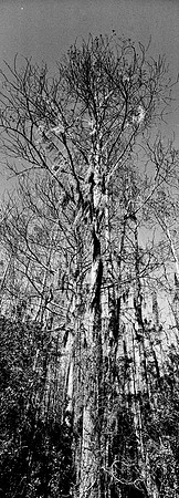7749_FL_BW_LOUISIANA_01_12.jpg