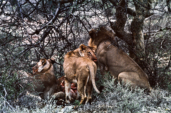 55444_SL_COLOR_LIONS_SUMBURU_KENYA_AFRICA_1989_12