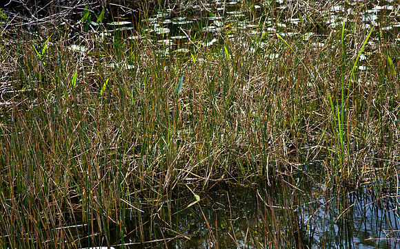2527_EVERGLADES_MIAMI_FLORIDA_AOM_20090315__A0M1272