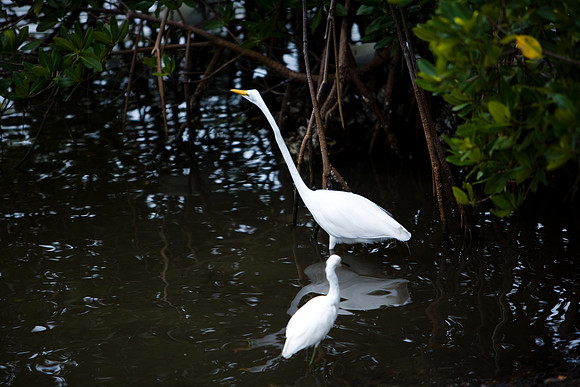 85531_20080322-ZV4N7327_Miami_To_Sanibel_Island_Florida_Everglades_FL_USA