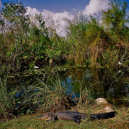84694_EVERGLADES 33935__AZ1207-R7-E078