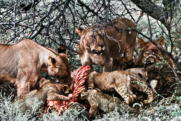 55444_SL_COLOR_LIONS_SUMBURU_KENYA_AFRICA_1989_8
