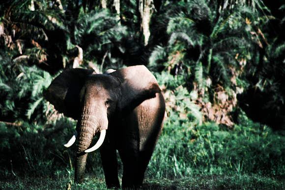 55395_SL_COLOR_ELEPHANTS_KILIMANJARO_KENYA_AFRICA_1989_12