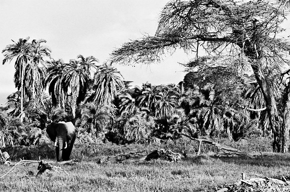 B3_82005_BW_194_New_Masa_Mara_Africa_89_1