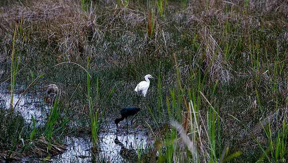 84673_ZV4N_1475_Everglades_Shark_Valley_FL_USA