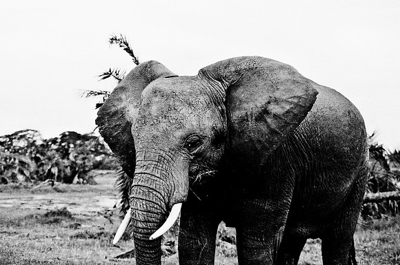 B3_82007_BW_194_New_Masa_Mara_Africa_89_16
