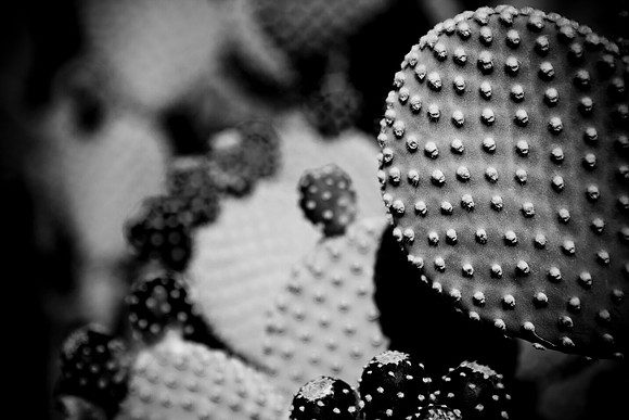 0031_DG_Cactus_Scottsdale_AZ_USA_2009_5L8Y5252