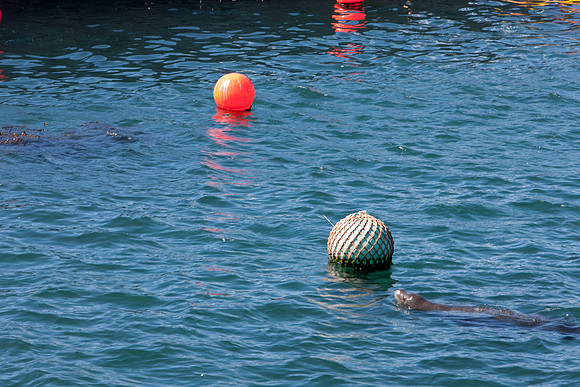 20080904_DVD25_DG_USA_Los_Olivos_CA_20080904_DVD25_DG_USA_California_Coast_CA_4789_full_blead