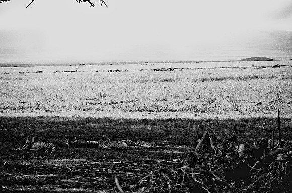 B3_82005_BW_194_New_Masa_Mara_Africa_89_25