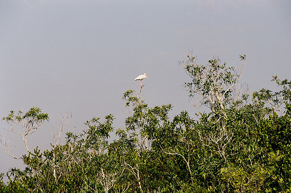 84694_EVERGLADES 33937__Azuley-R2-4