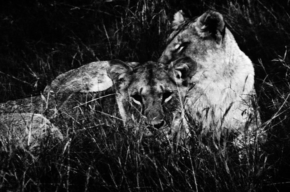 55460_SL_COLOR_LIONS_MOUNT_KENYA_AFRICA_1989_4