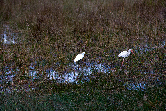 84673_ZV4N_1479_Everglades_Shark_Valley_FL_USA