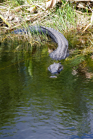 84673_ZV4N_1378_Everglades_Shark_Valley_FL_USA