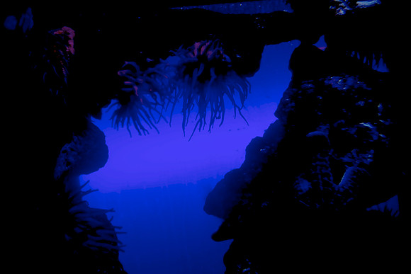 36176_DG_Color_USA_Nassau_Bahamas_Related_Group_AtlantisNassau_Atlantis_Bahamas_ZV4N3523