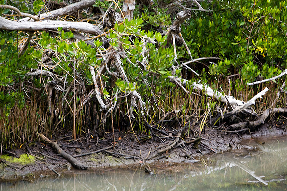 85531_20080322-ZV4N7365_Miami_To_Sanibel_Island_Florida_Everglades_FL_USA