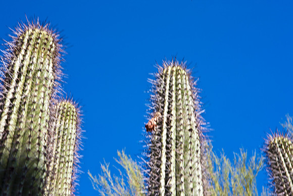 0031_La_Arizona_5L8Y5278