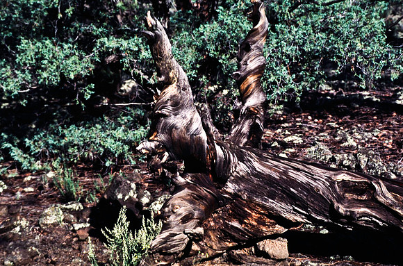 47783_B13_SL_COLOR_BANDERA_VOLCANO_ICE_CAVE_FROM_GRANTS_TO_EL_MORRO_NEW MEXICO_97_3.jpg
