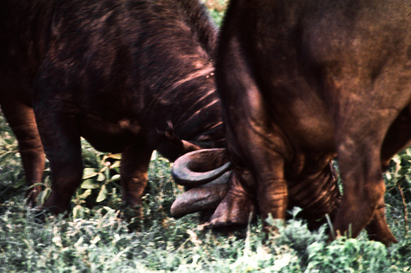 55397_SL_COLOR_BUFFALO_WILDBEAST_KILIMANJARO_KENYA_AFRICA_1989_10