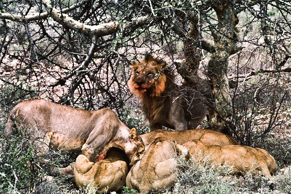 55448_SL_COLOR_LIONS_SUMBURU_KENYA_AFRICA_1989_8