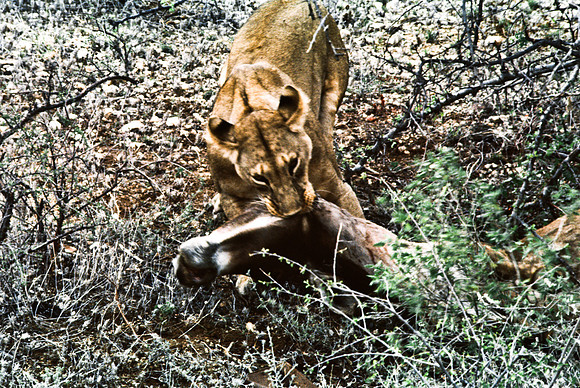 55447_SL_COLOR_LIONS_SUMBURU_KENYA_AFRICA_1989_17