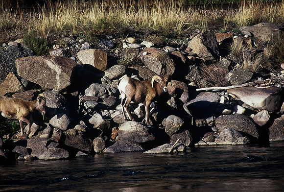 47438_B5_SL_COLOR_SALIDA_5_POINT_SPEEDING_COLORADO_WY_97_11.jpg