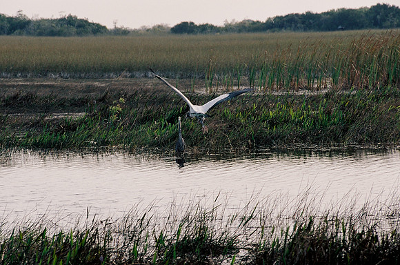 84694_EVERGLADES 33937__Azuley-R3-19