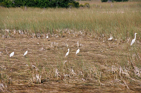 84694_EVERGLADES 33939__Azuley-R7-19A