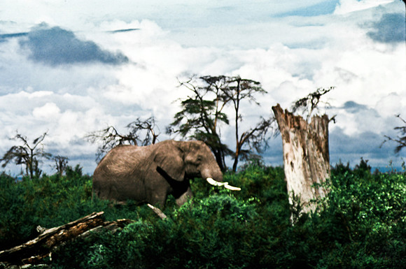 55395_SL_COLOR_ELEPHANTS_KILIMANJARO_KENYA_AFRICA_1989_14