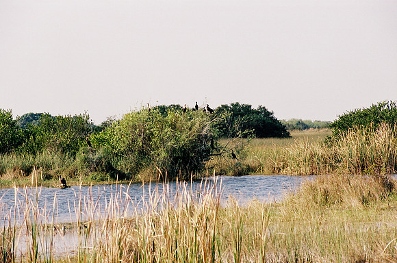 84694_EVERGLADES 33937__Azuley-R3-16