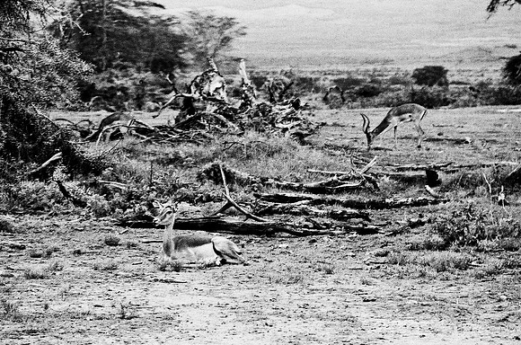 B3_82007_BW_194_New_Masa_Mara_Africa_89_1