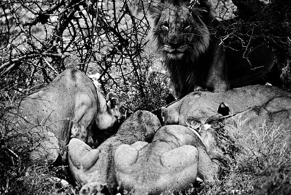 55444_SL_COLOR_LIONS_SUMBURU_KENYA_AFRICA_1989_13