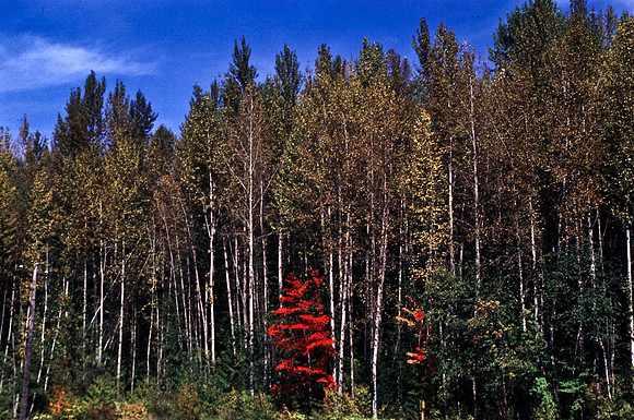 06815_B19_SL_COLOR_KAMLOOPS_TO_REVELSTOKE_WS_97_18.jpg