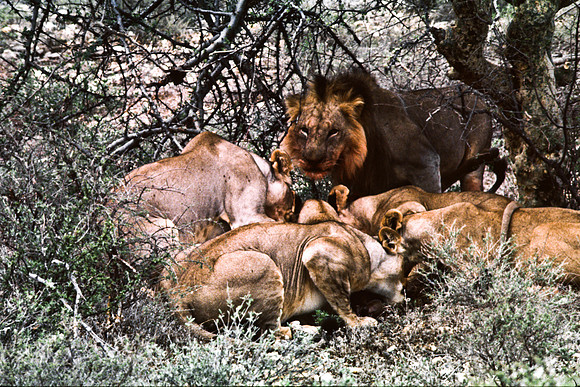 55448_SL_COLOR_LIONS_SUMBURU_KENYA_AFRICA_1989_21