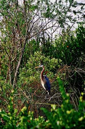84694_EVERGLADES 33936__Azuley-R1-13A