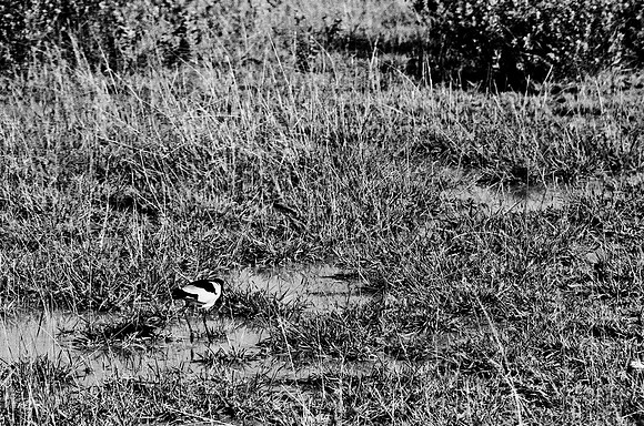 B3_82005_BW_194_New_Masa_Mara_Africa_89_9