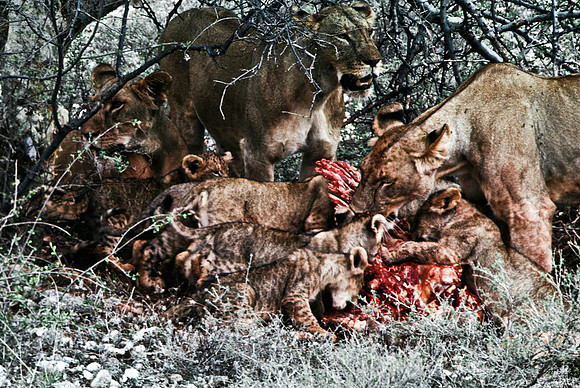 55444_SL_COLOR_LIONS_SUMBURU_KENYA_AFRICA_1989_5