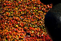 0258_FM_COLOR_MINESOTA_99_10.jpg