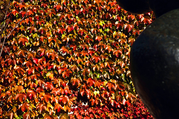0258_FM_COLOR_MINESOTA_99_10.jpg