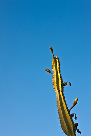 0031_La_Arizona_5L8Y5104