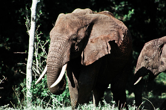 55394_SL_COLOR_ELEPHANTS_MASAI_KENYA_AFRICA_1989_2