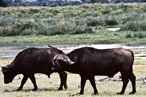 55396_SL_COLOR_BUFFALO_MASAI_KENYA_AFRICA_1989_1
