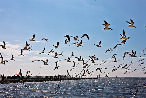 0036-NEW_ORLEANS_TO_PANAMA_CITY_BEACH_5L8Y1162