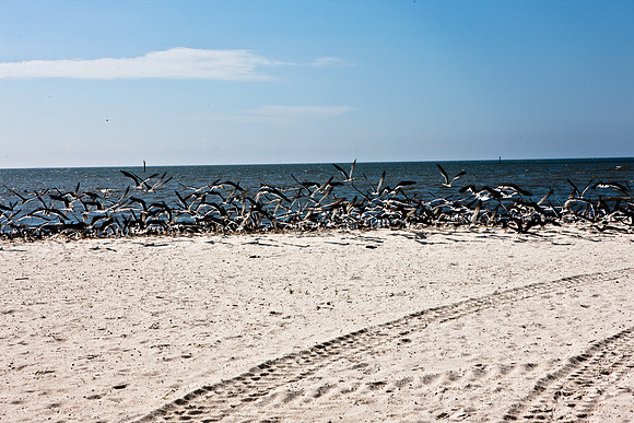 0036-NEW_ORLEANS_TO_PANAMA_CITY_BEACH_5L8Y1128