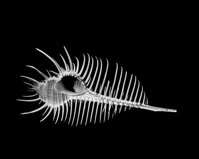 42428_FM_4X5_BW_MERUX_VENUS_COMB_FL_04_07