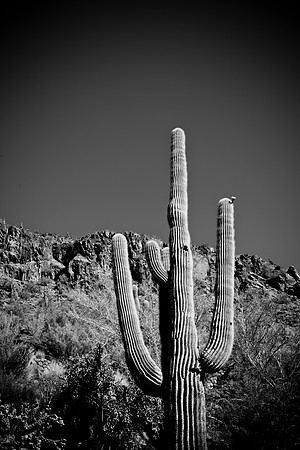 0031_La_Arizona_5L8Y5371
